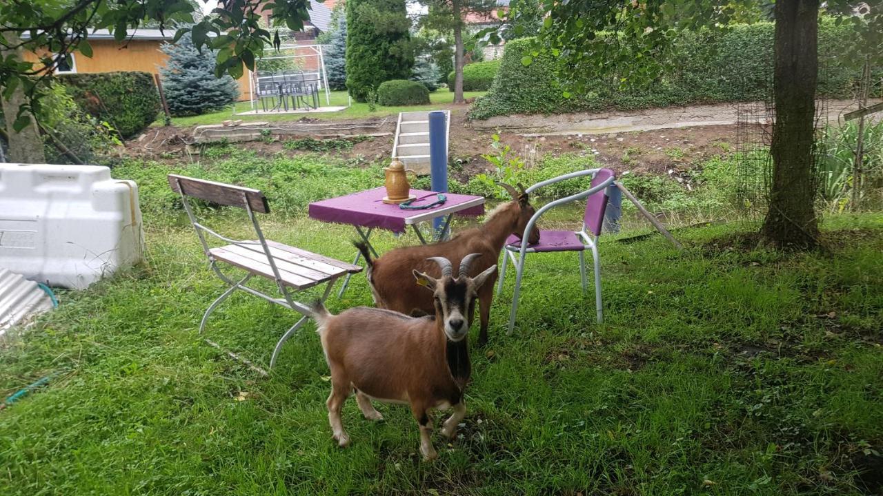 Zimmervermietung Zahn Baalberge 外观 照片